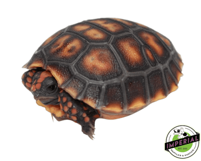cherry head tortoise for sale, buy reptiles online