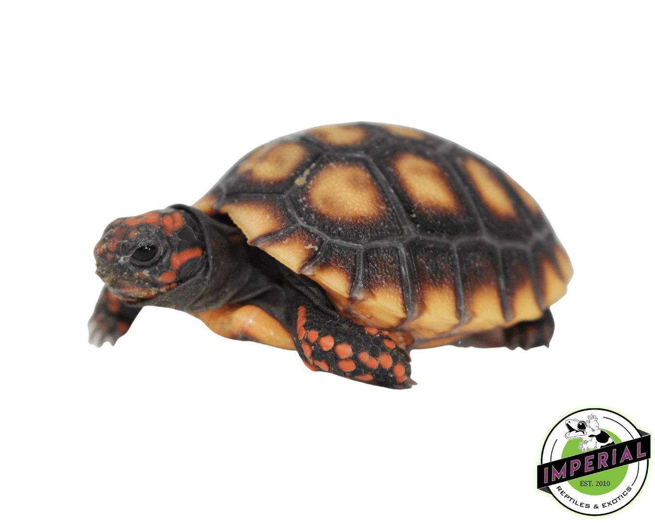 cherry head red foot tortoise for sale, buy reptiles online