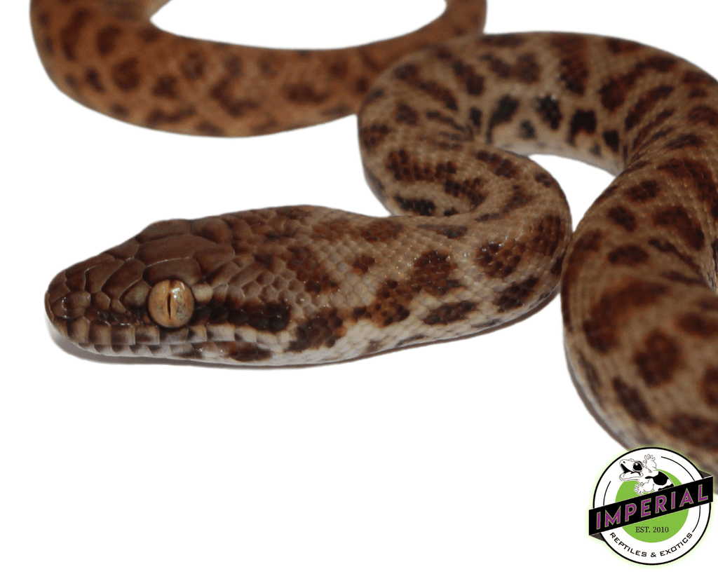【IFSIXWASNINE】POISONOUS SNAKE Python LSC IFSIXWASNINE】POISONOUS SNAKE Python LSC IFSIXWASNINE