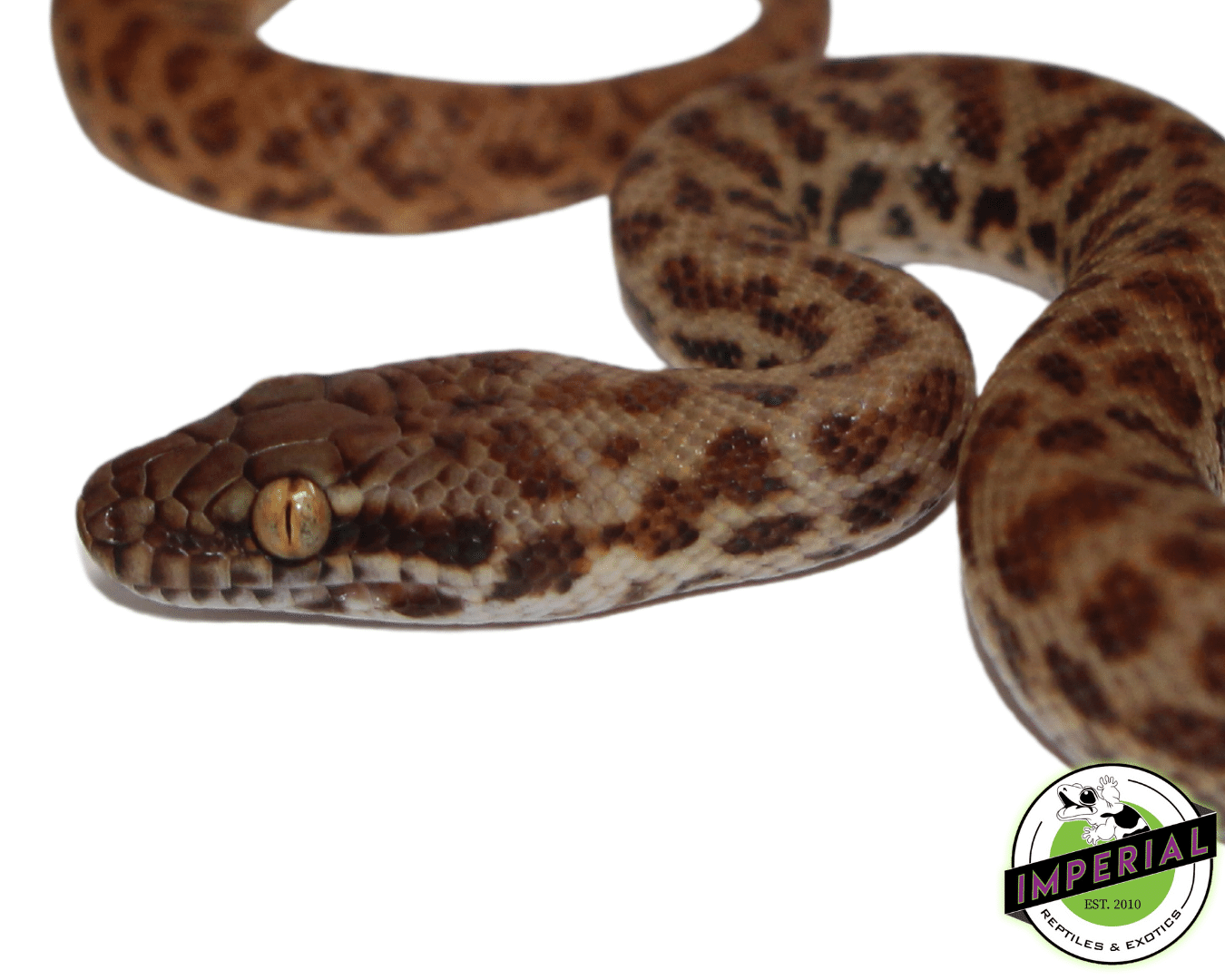 children’s pythons for sale - hawkesbury reptiles... Children's Python For Sale - Imperial Reptiles – IMPERIAL REPTILES ...