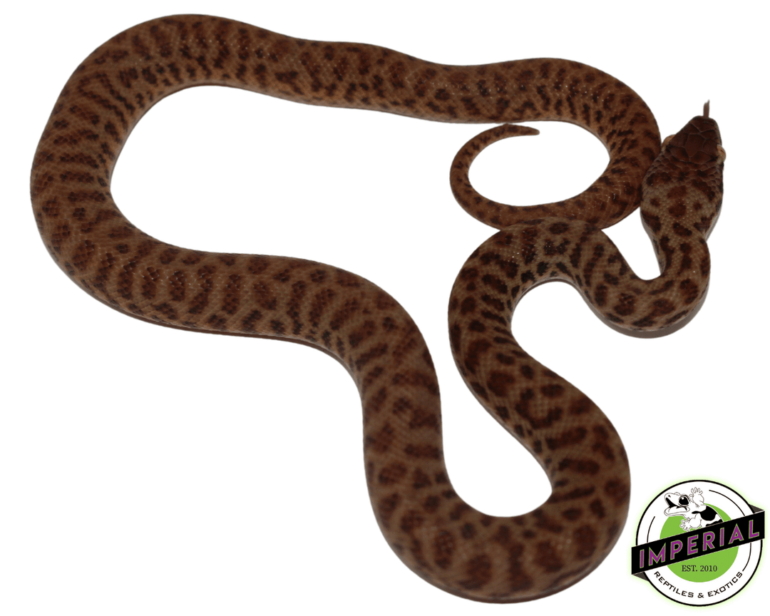 childrens-pythons-for-