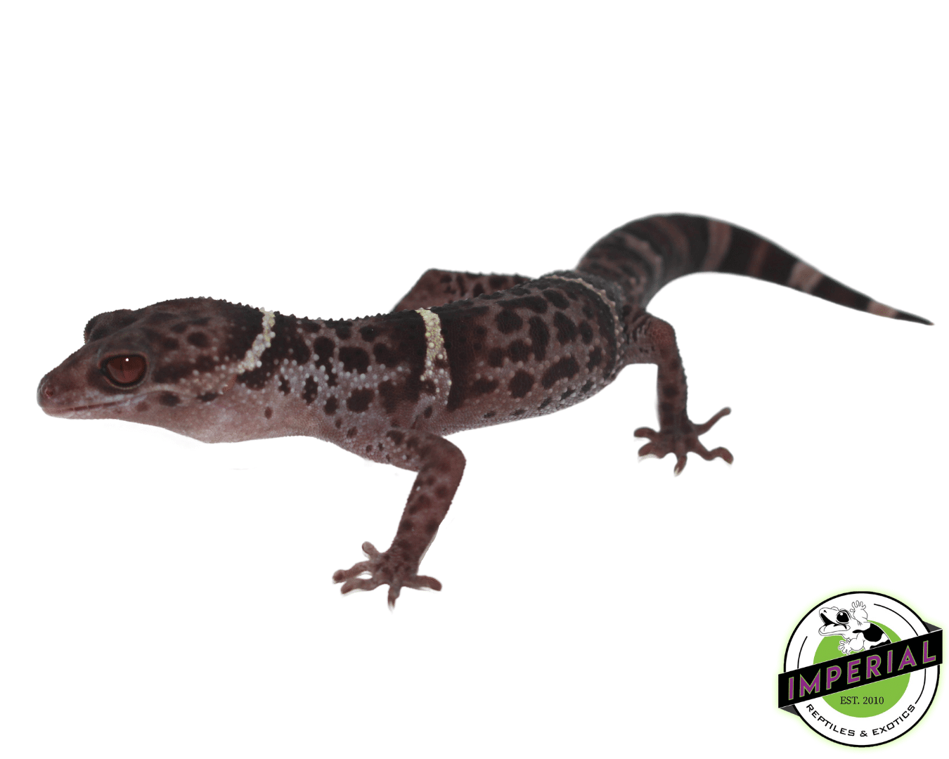 chinese cave gecko for sale, buy reptiles online