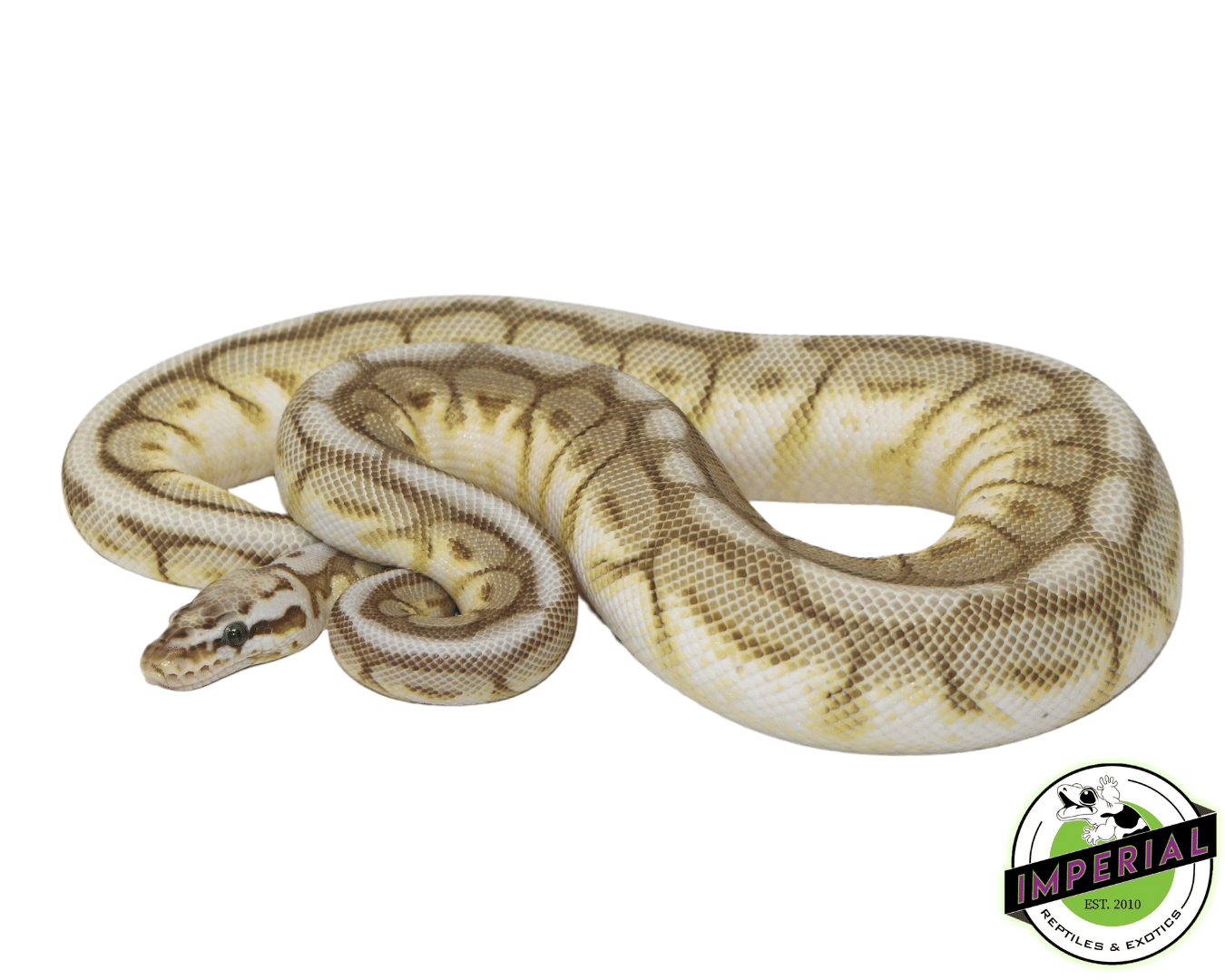 Killer Queen Bee Ball Python