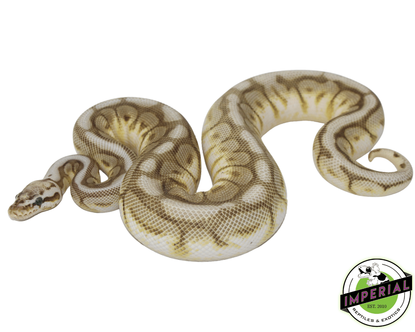 Killer Queen Bee Ball Python