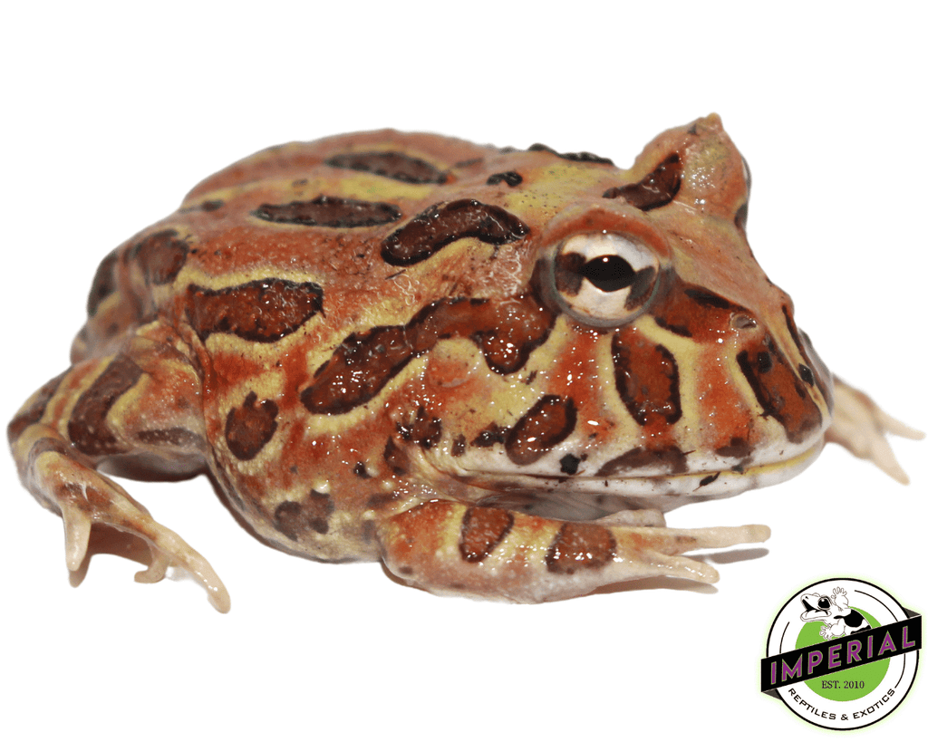 Chocolate Pacman Frog For Sale - Imperial Reptiles – IMPERIAL REPTILES &  EXOTICS