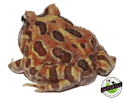 pacman frog for sale, buy amphibians online