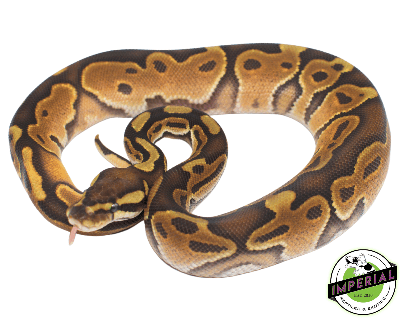 enchi cinnamon het pied ball python for sale, buy ball pythons online at cheap prices