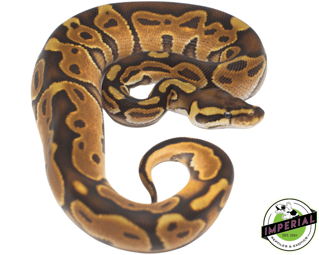 enchi cinnamon het pied ball python for sale, buy ball pythons online at cheap prices