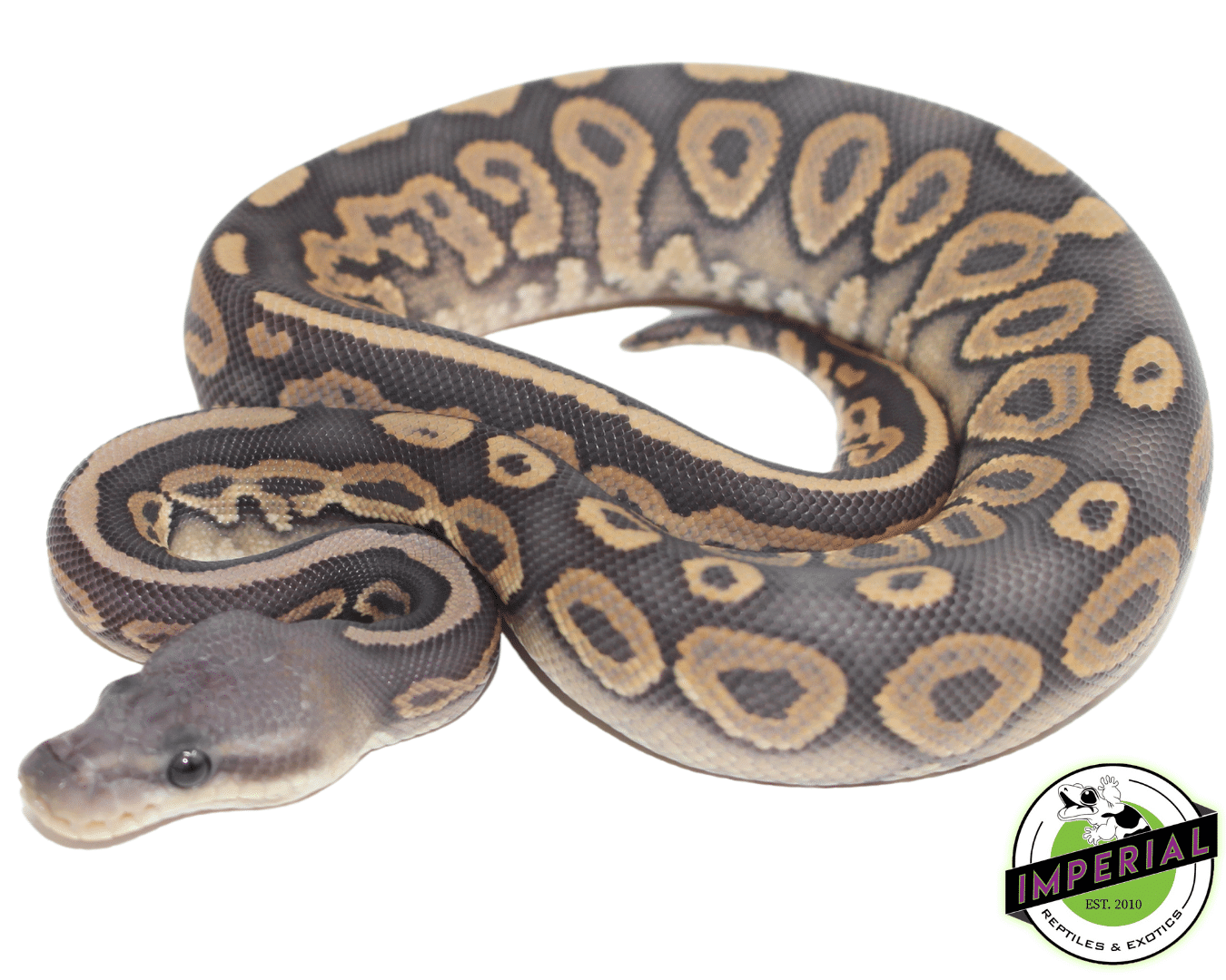 Cinnamon Ghost Ball Python For Sale - Imperial Reptiles – IMPERIAL ...