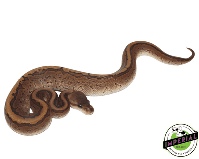 cinnamon pinstripe ball python for sale, buy reptiles online