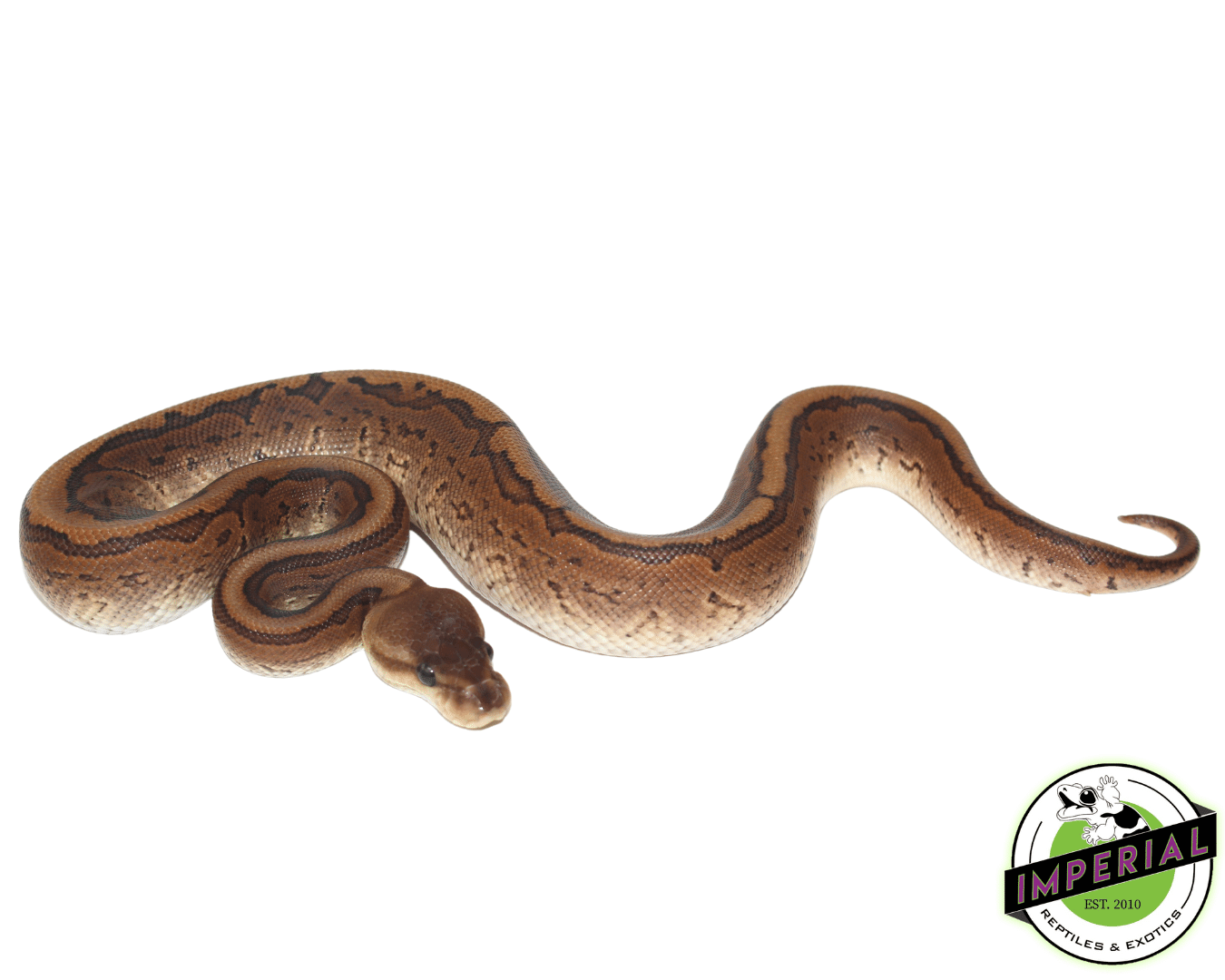 Pewter Pied Ball Python