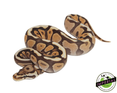 Cinnamon Spotnose ball python for sale, buy reptiles online
