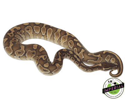 cinnamon butter ball python for sale, buy reptiles online