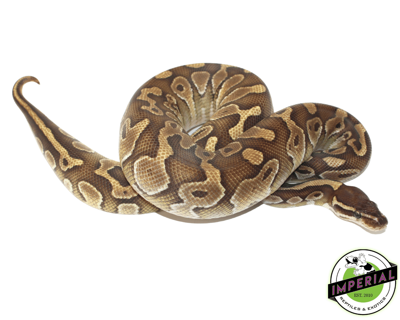 Butter Ball Python