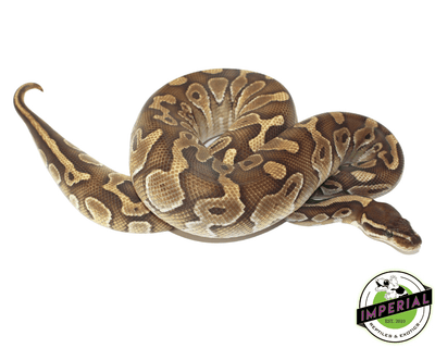 cinnamon butter ball python for sale, buy reptiles online