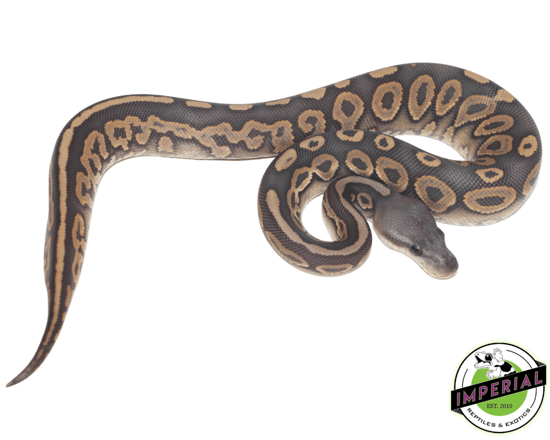 Patternless Ghost Ball Python True Ghost Ball Python