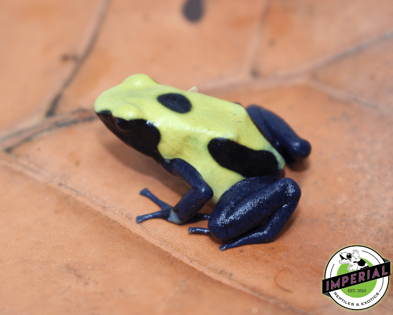 Citronella poison dart frog for sale, buy amphibians online