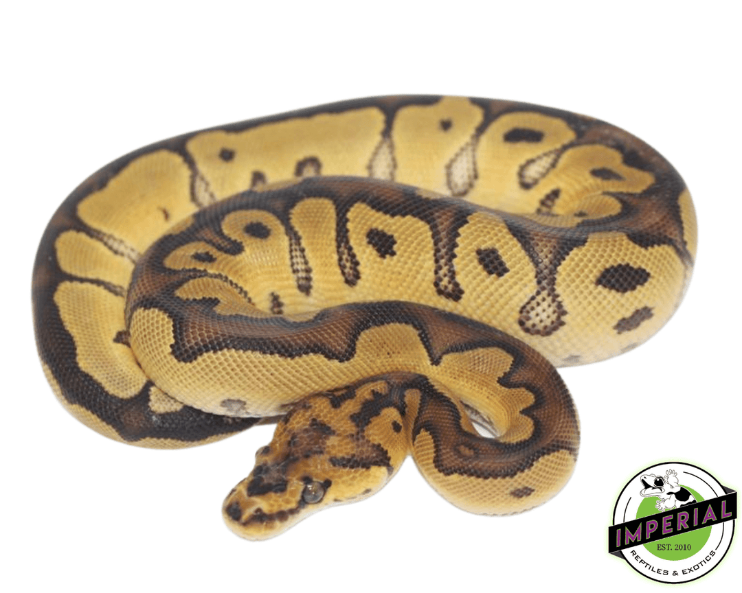 Killer Clown Ball Python