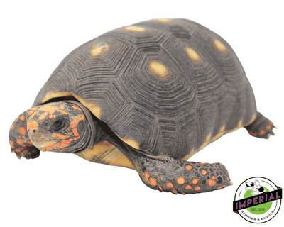 red foot tortoise for sale, buy reptiles online