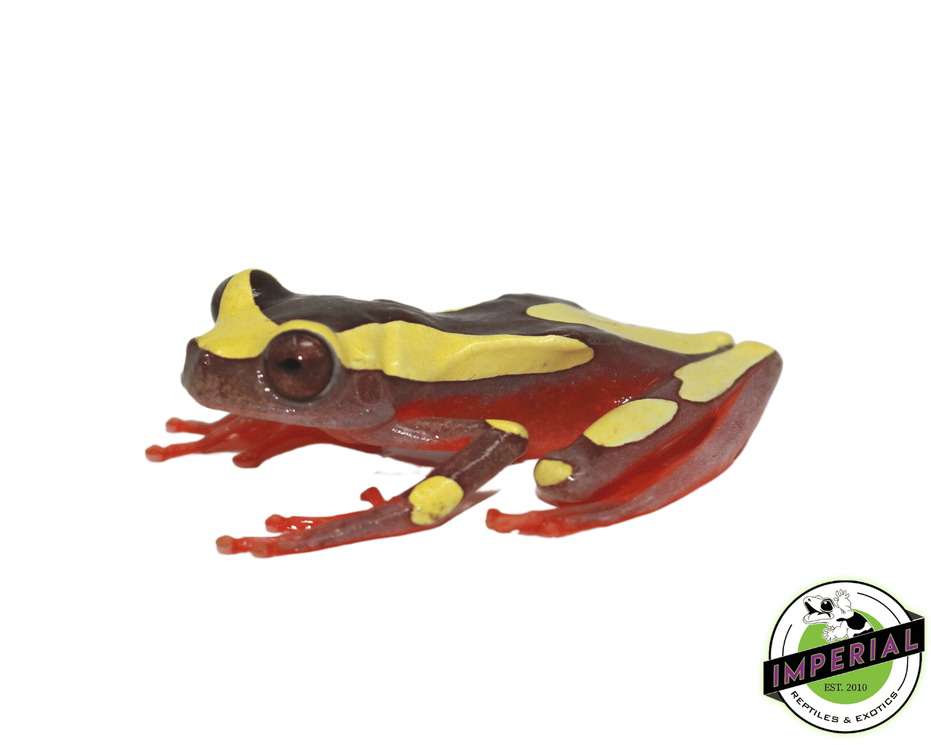 clown tree frog for sale, buy amphibians online at cheap prices