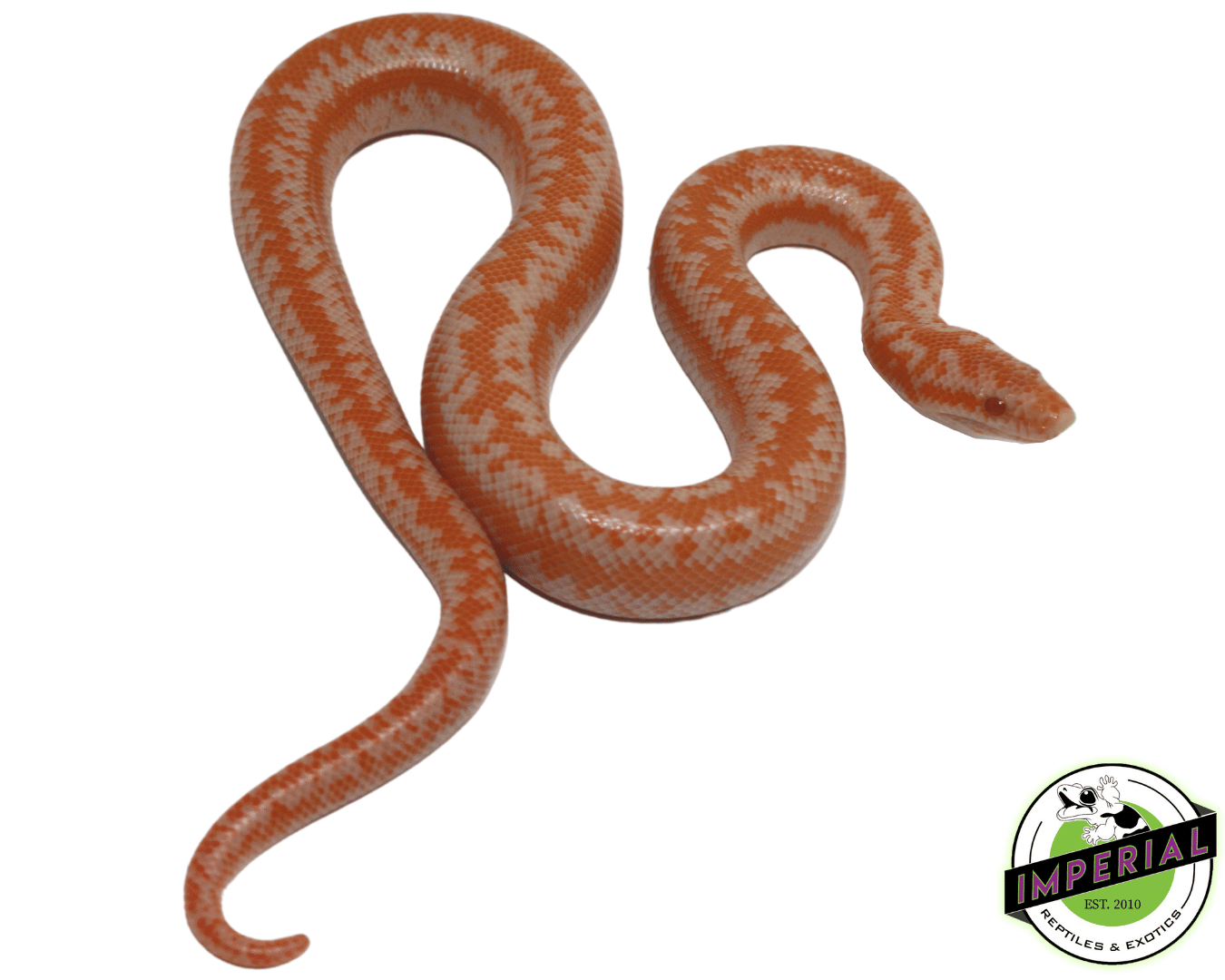 Albino Coastal Rosy Boa For Sale - Imperial Reptiles – IMPERIAL