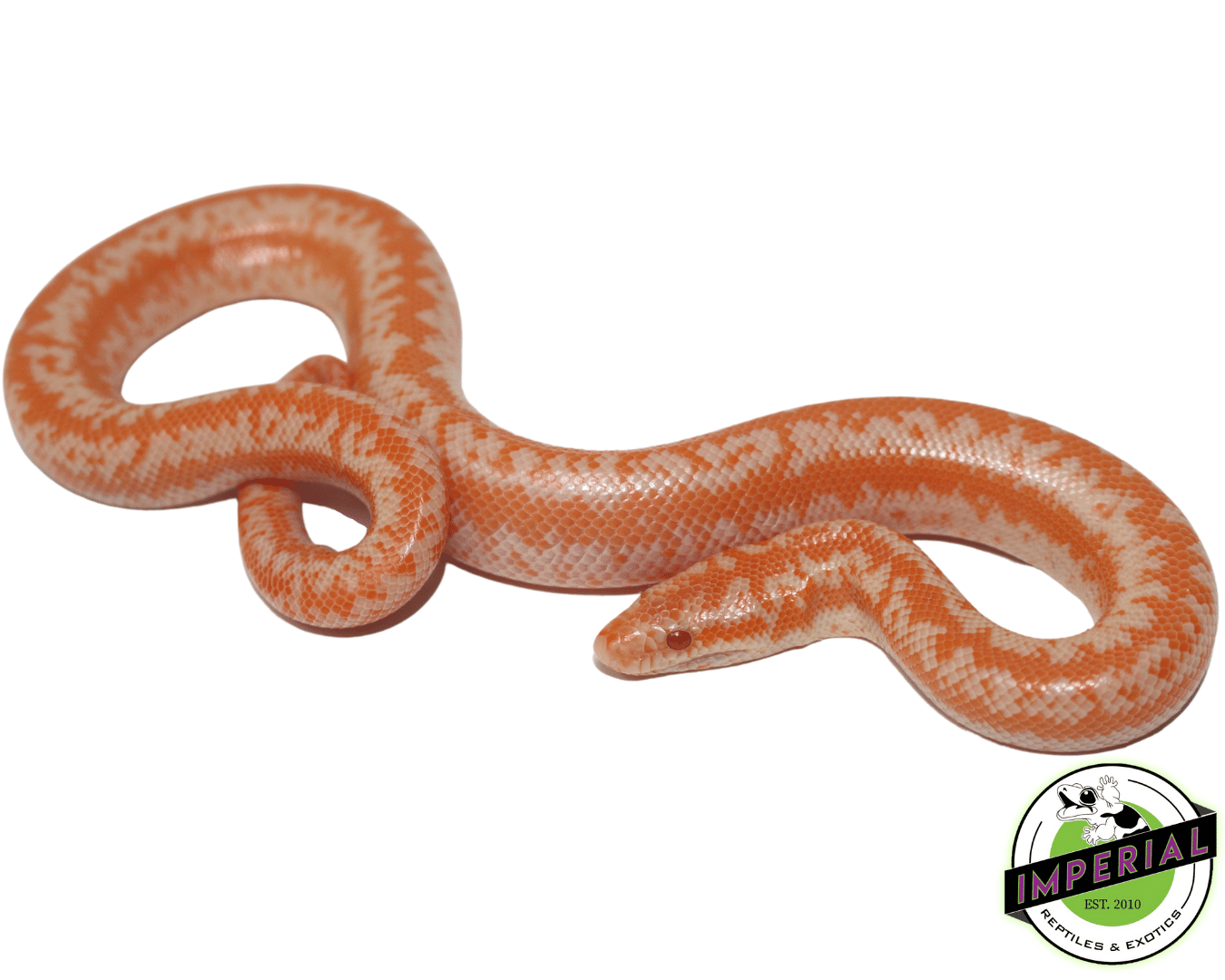 Albino Coastal Rosy Boa For Sale Imperial Reptiles IMPERIAL