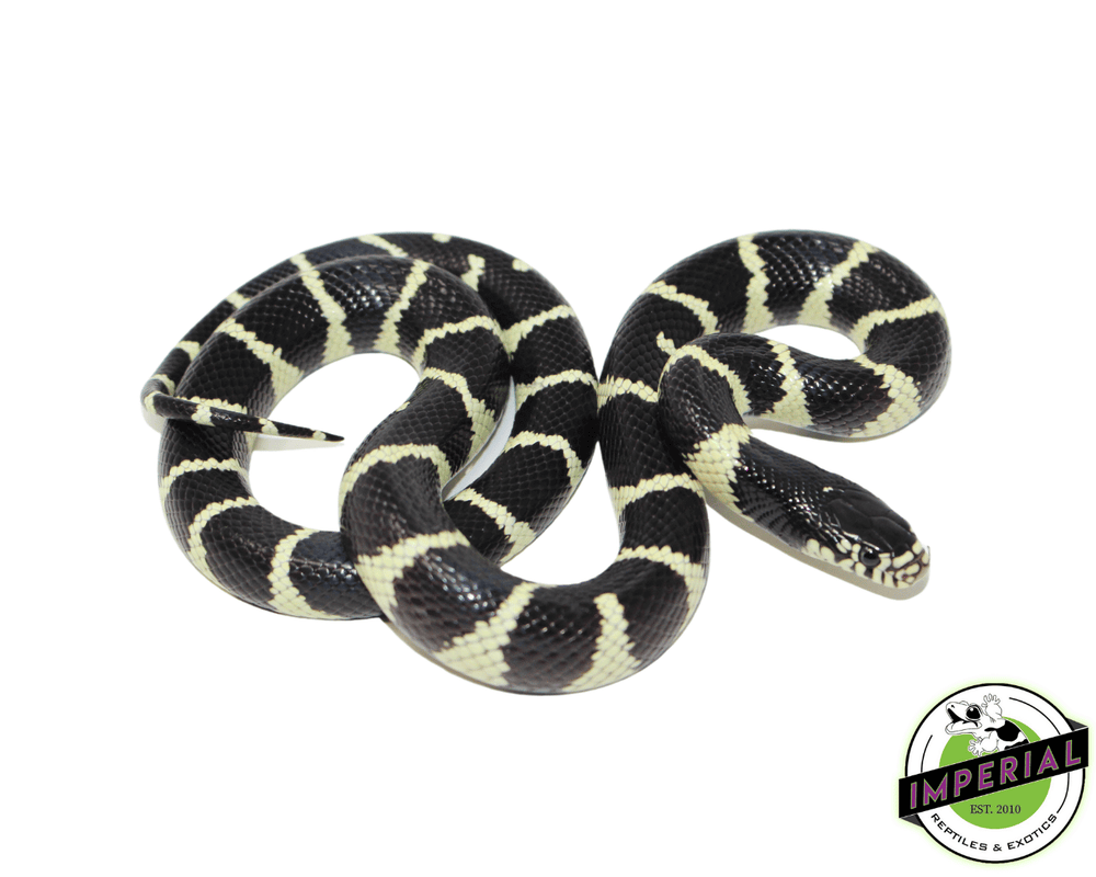 【f-arai】KING SNAKE Swamp White Sided Axanthic Het Hypo Brooks Kingsnake For Sale