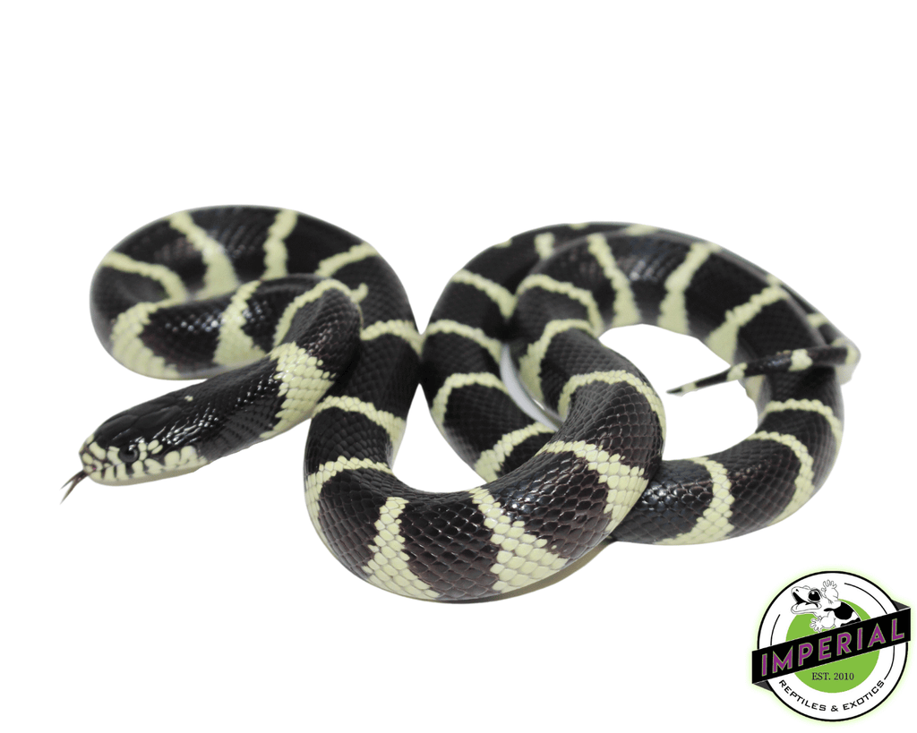 Banded California Kingsnake For Sale Imperial Reptiles