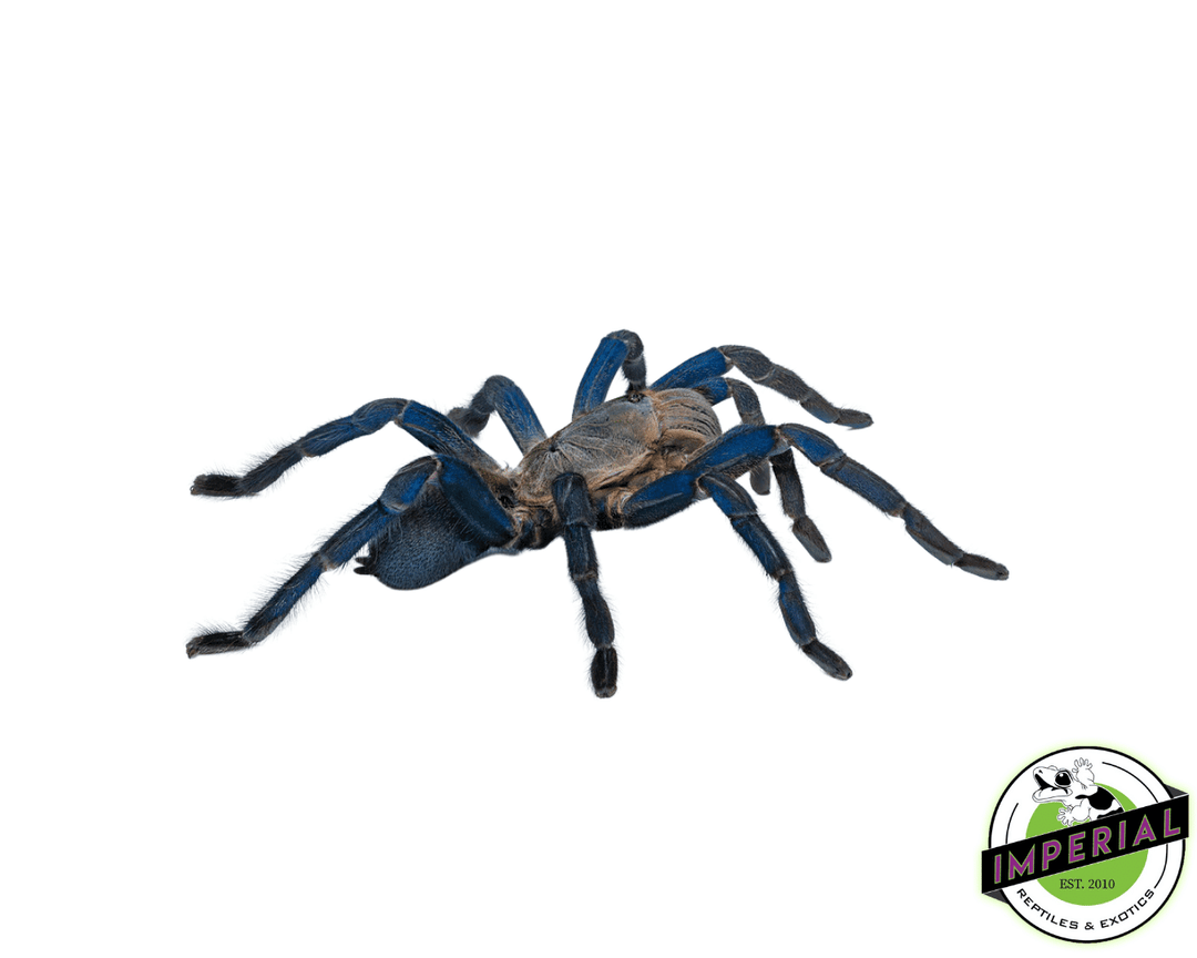 cobalt-emerald-green-tarantula