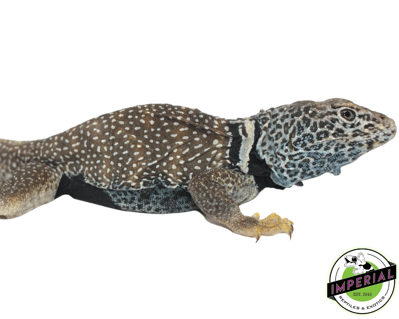 Eastern Collared Lizard For Sale Imperial Reptiles IMPERIAL