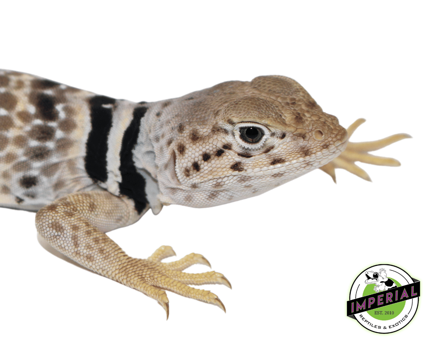 Imperial Reptiles Online Lizard Store Desert Collard Lizard For