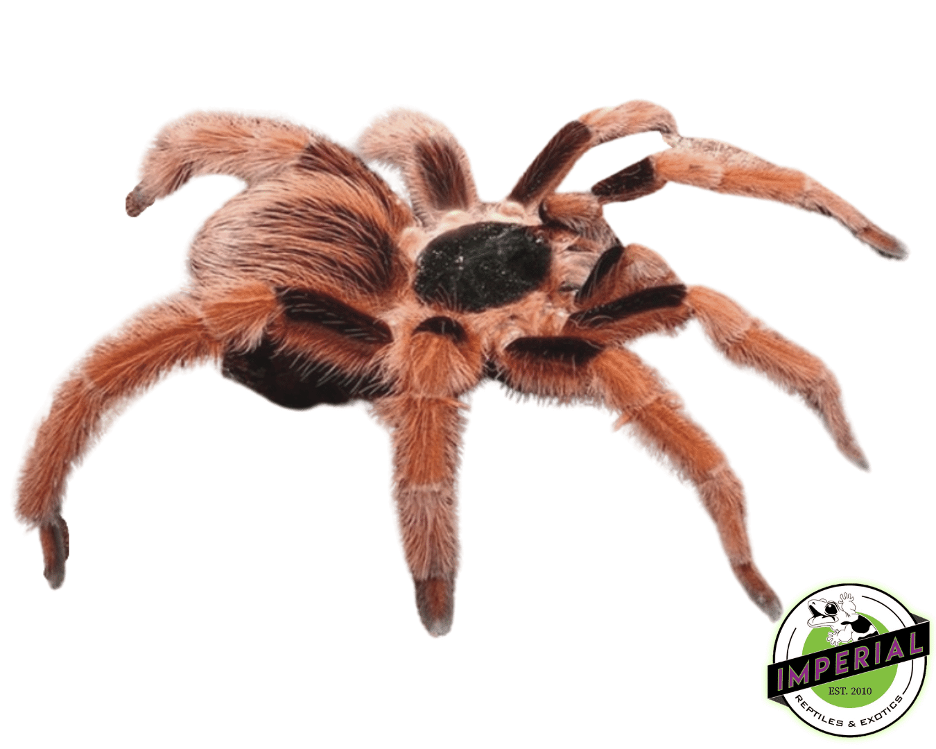 Colombian Giant Tarantula