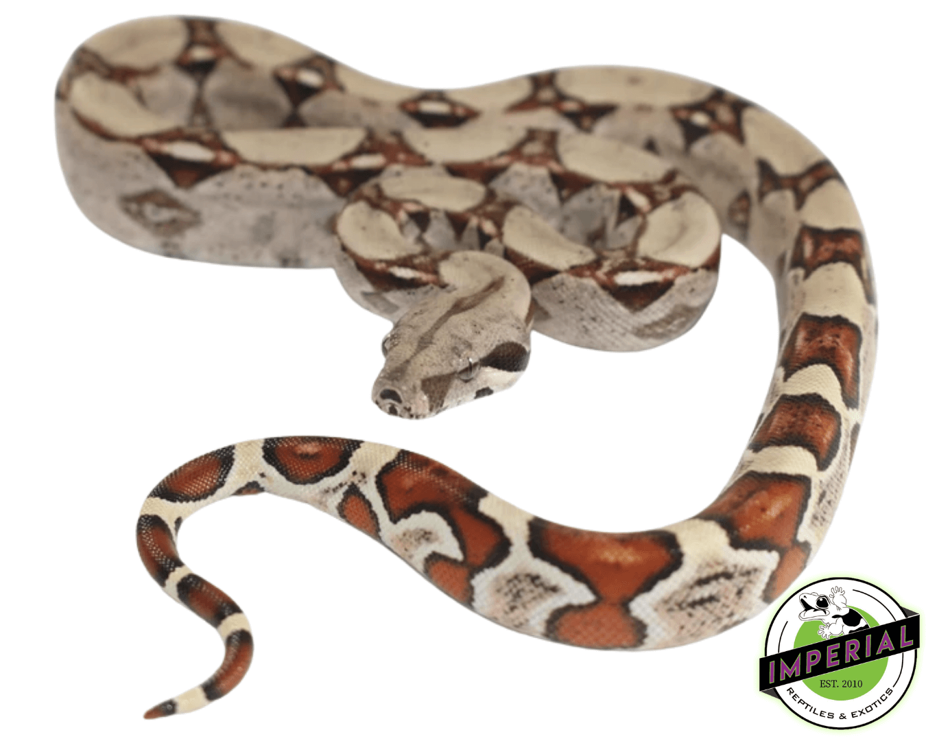 Baby Columbian Red Tail Boa Buy Red Tail Boa | EU Exoticreptiles.com