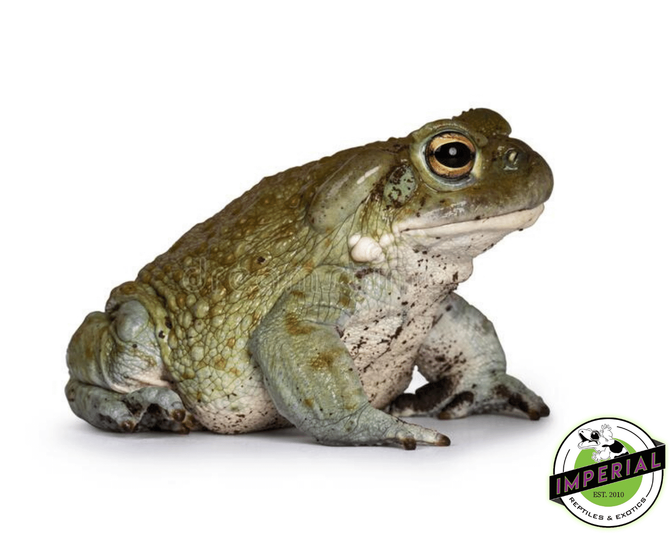 Colorado River Toad for sale, buy amphibians online