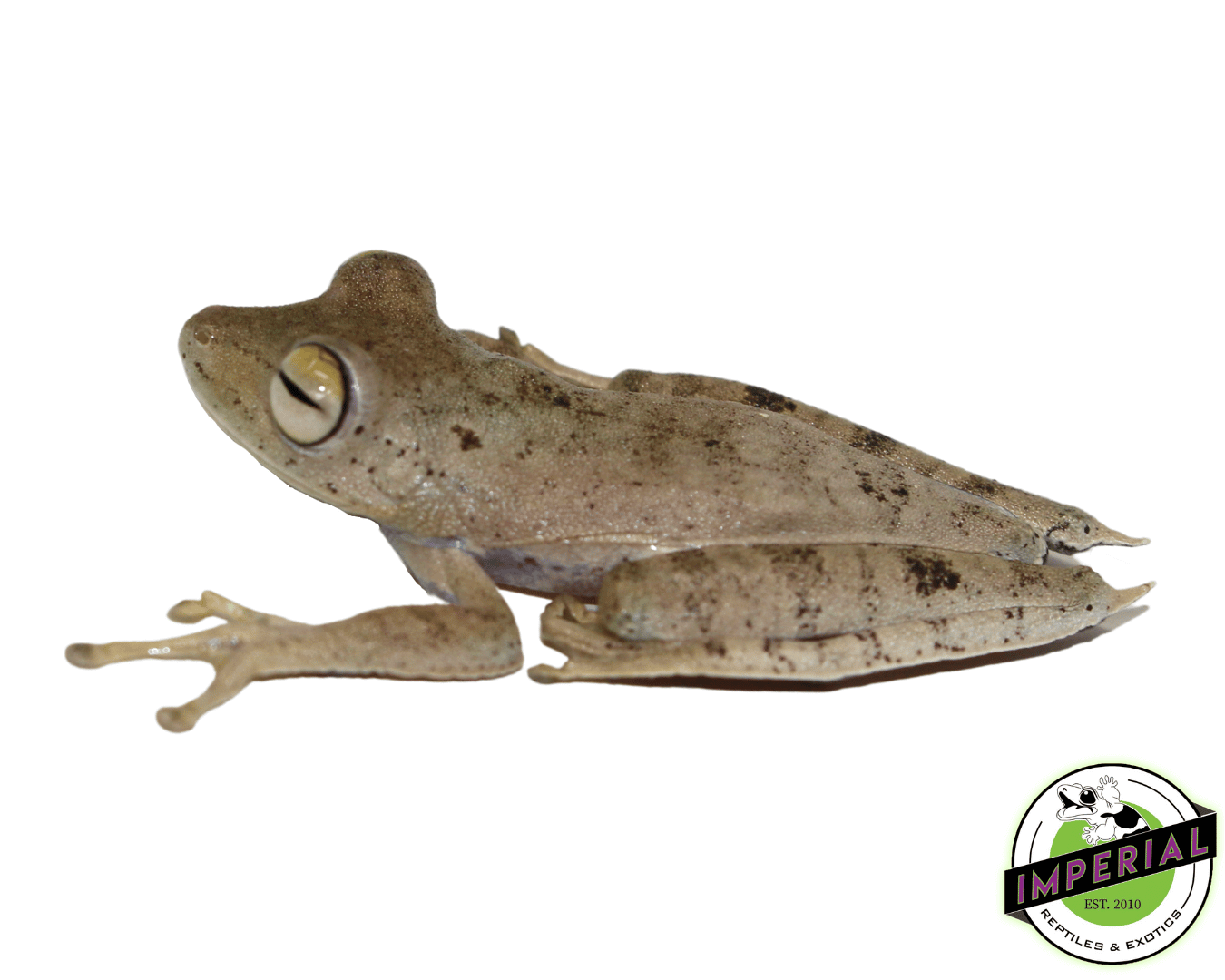 convict tree frog for sale, buy amphibians online at cheap prices