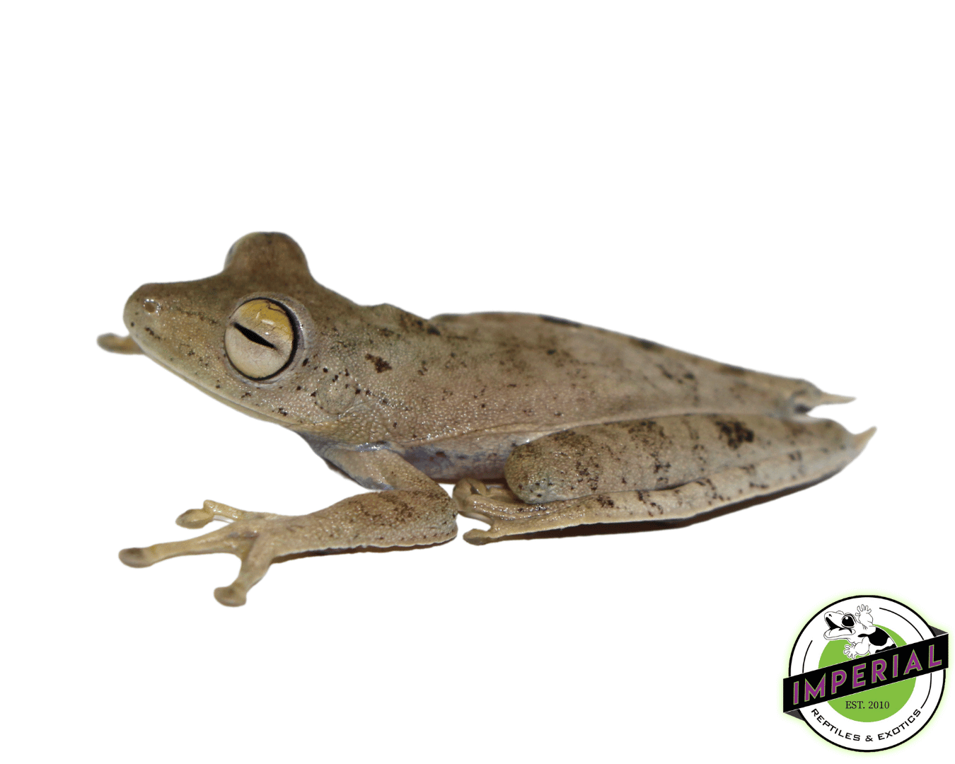 Convict Tree Frog For Sale Imperial Reptiles IMPERIAL REPTILES