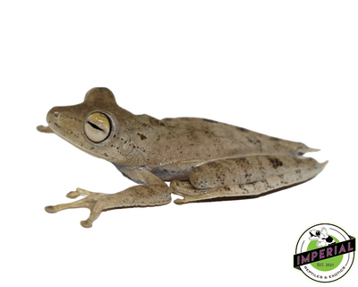 convict tree frog for sale, buy amphibians online at cheap prices