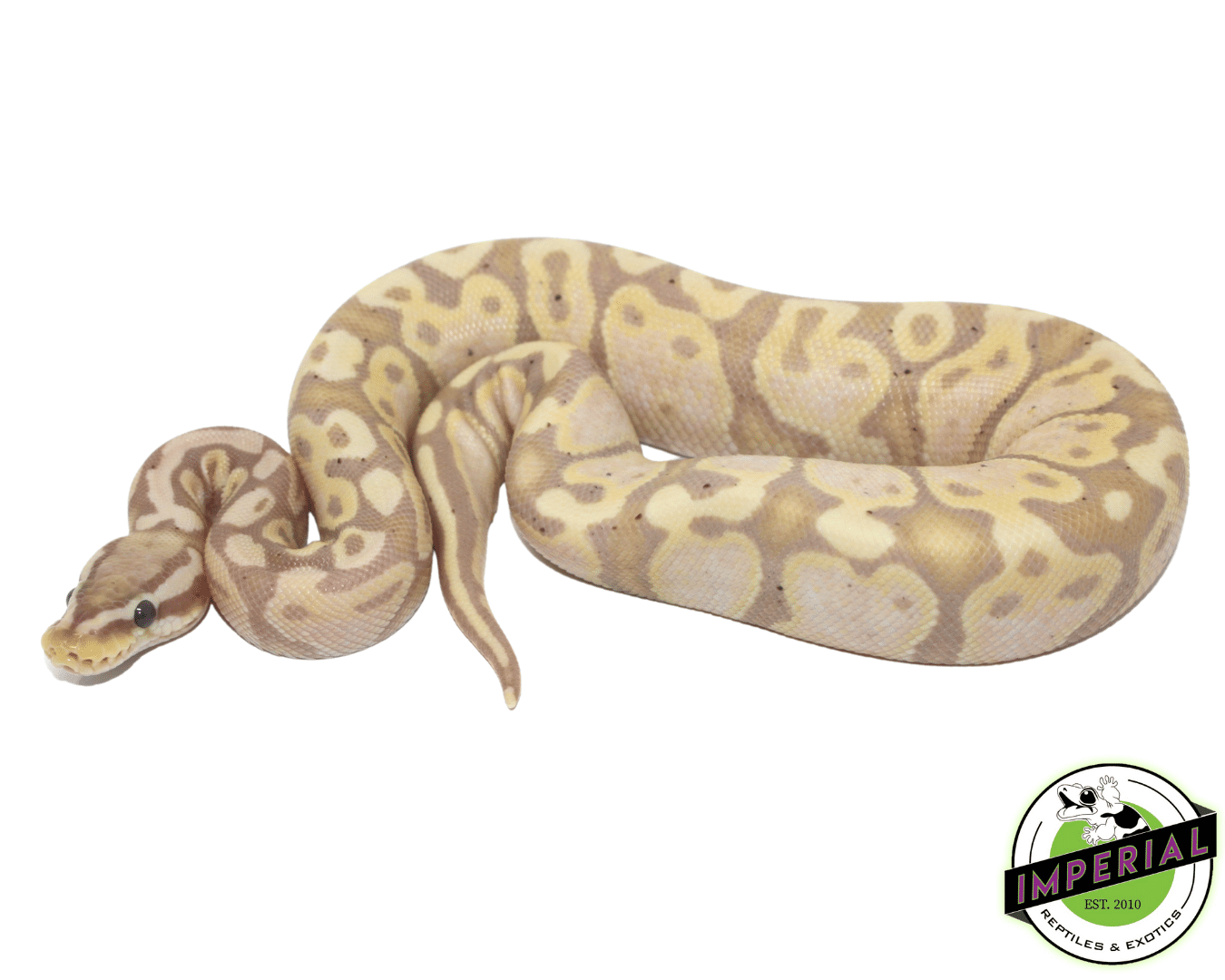 Lesser Sundas Python Banana Lesser Ball Python