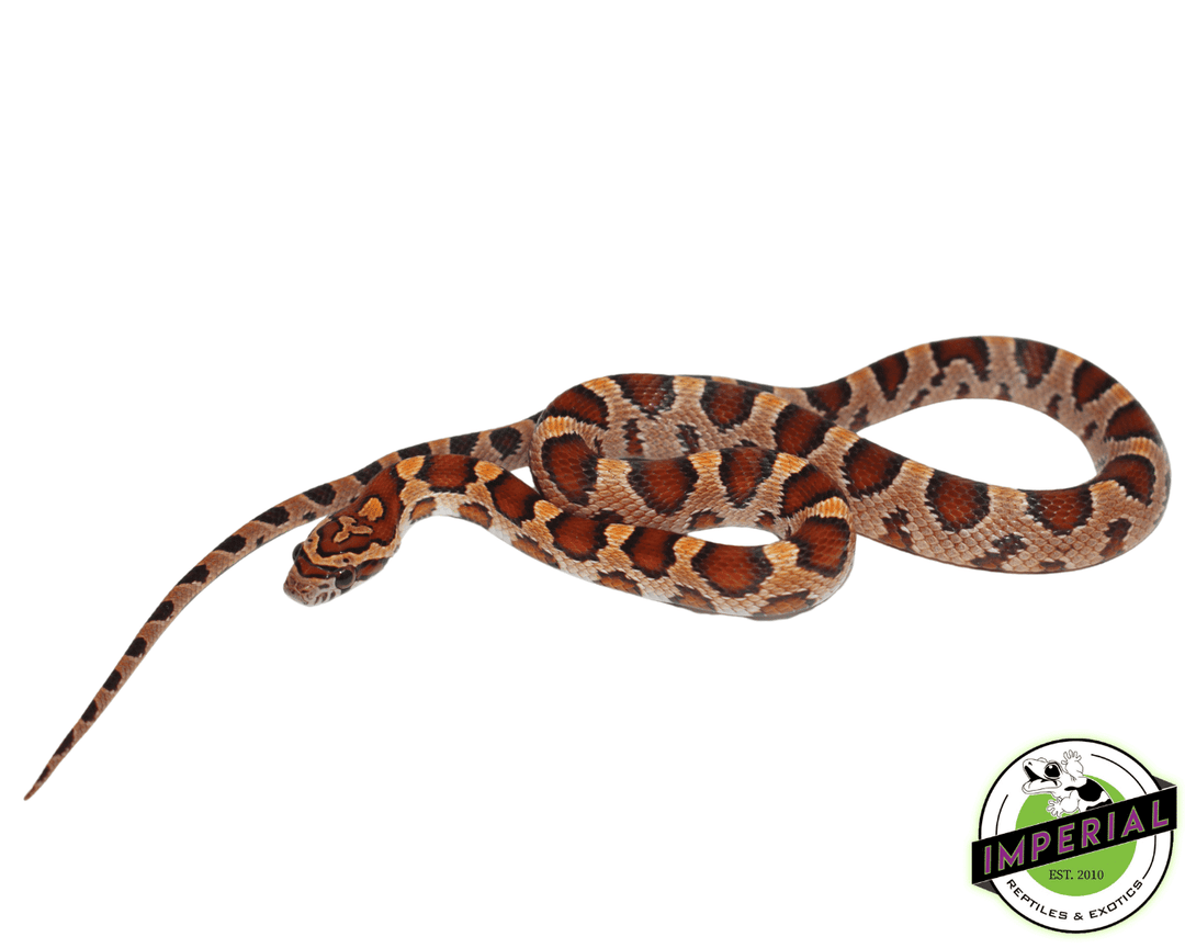 Classic Corn Snake Baby For Sale Imperial Reptiles – IMPERIAL