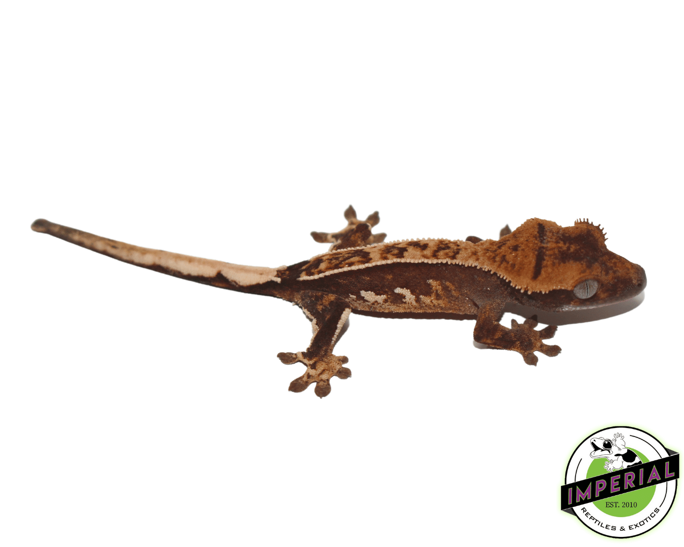 extreme harlequin crested gecko for sale, buy reptiles online