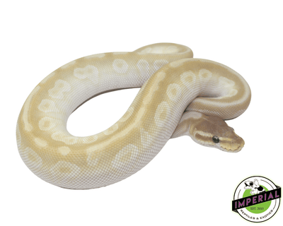 Crystal Ball Python For Sale - Imperial Reptiles – IMPERIAL REPTILES