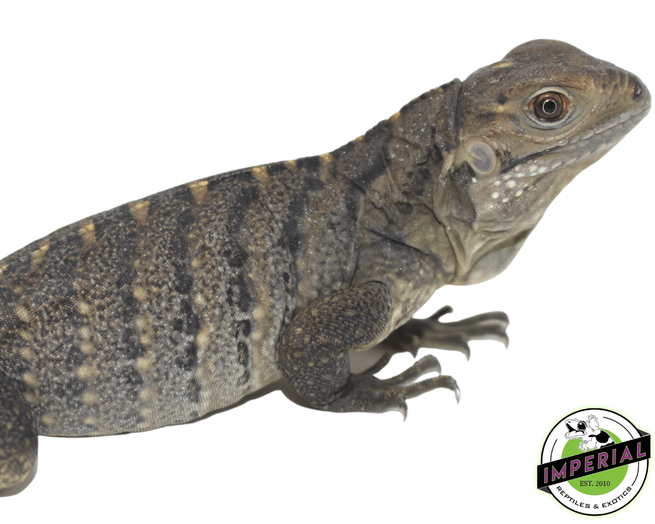 Cuban Rock Iguana Baby For Sale Imperial Reptiles IMPERIAL REPTILES