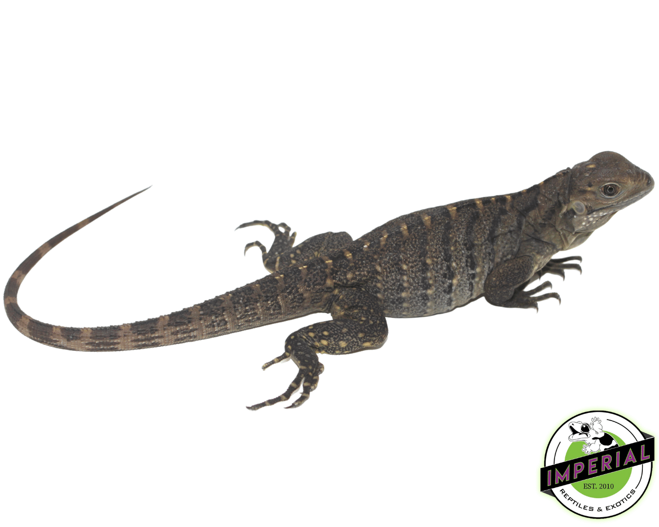 Cuban Rock Iguana Baby For Sale Imperial Reptiles IMPERIAL REPTILES