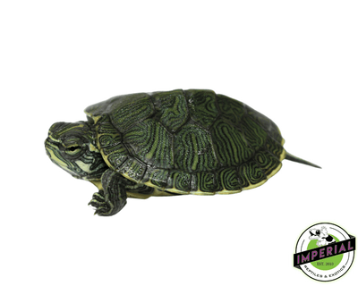cumberland slider turtle for sale, buy reptiles online