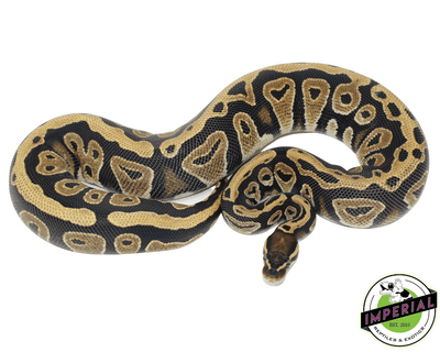 cypress ball python for sale, buy reptiles online