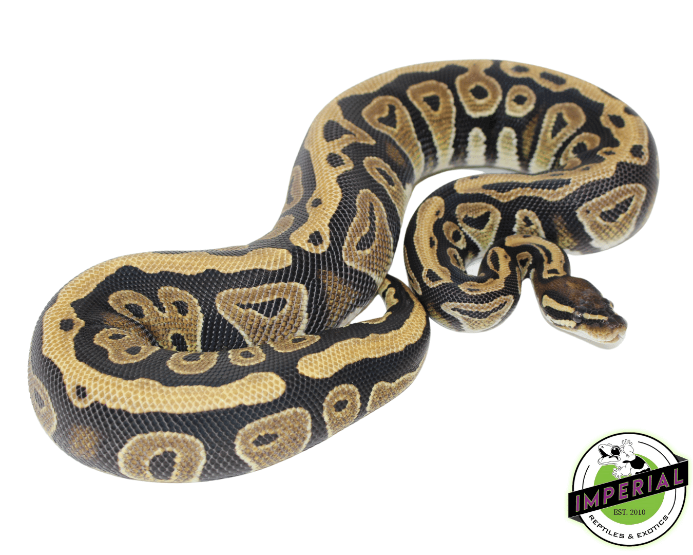 cypress ball python for sale, buy reptiles online