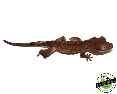 dalmation crested gecko for sale, buy reptiles online
