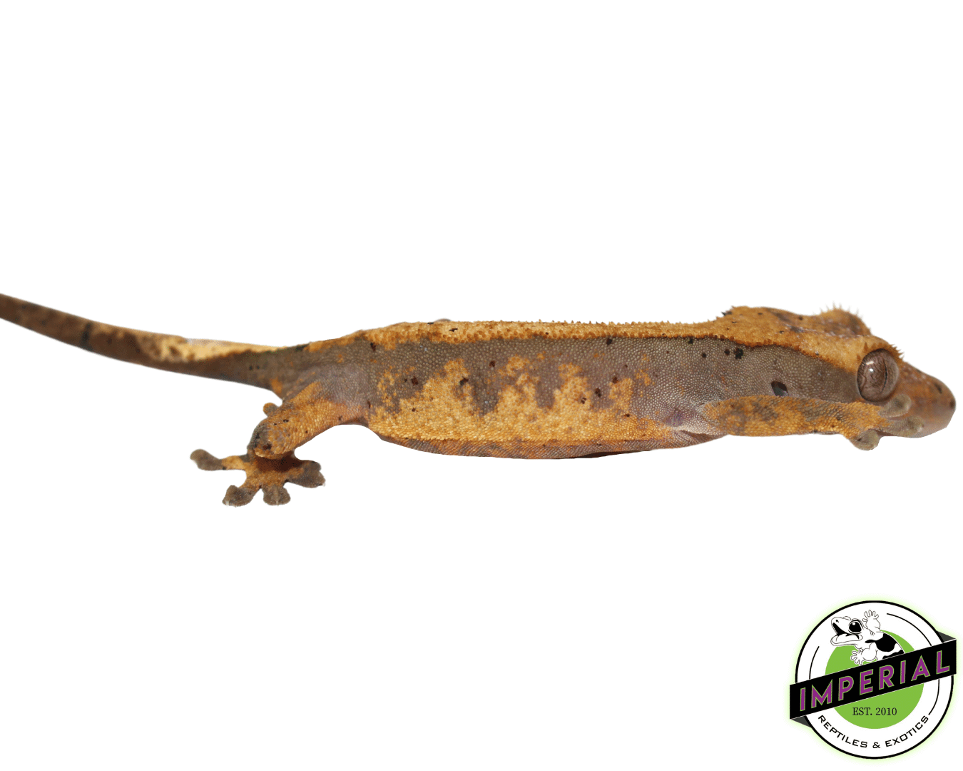 crested gecko for sale, buy reptiles online