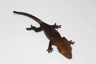 dark line crested gecko for sale, buy reptiles online
