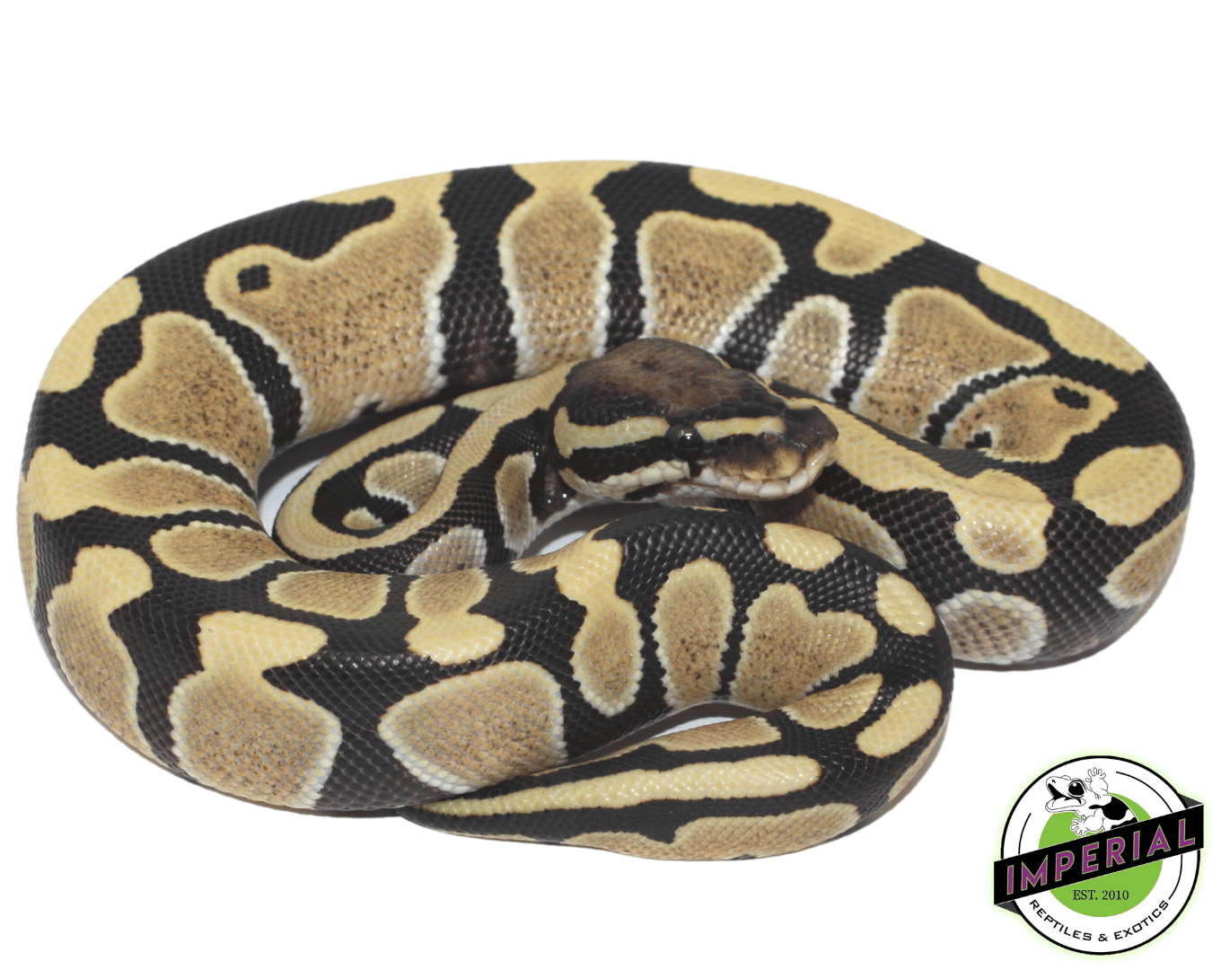  desert ghost ball python for sale, buy reptiles online